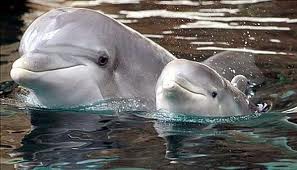 une maman dauphin avec son bb dauphin