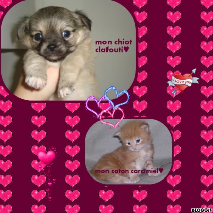 mon chiot et mon chaton