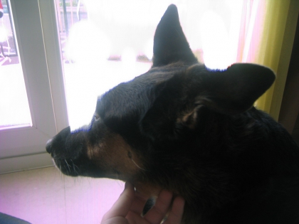 le japon  chanteur japonais  moi et ma chienne