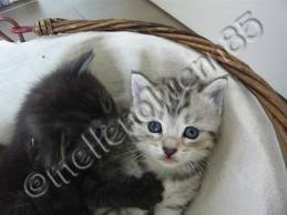 Avez vous des animaux de companie ? 