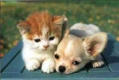 petit chien et chat