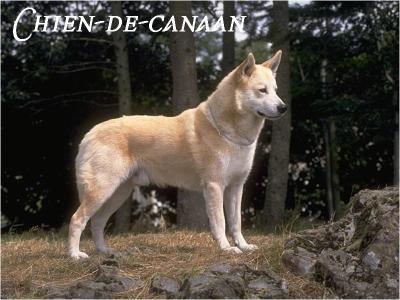 le chien