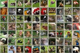 Moi et les animaux  - photo 2