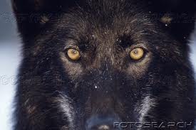 les humains envers la nature