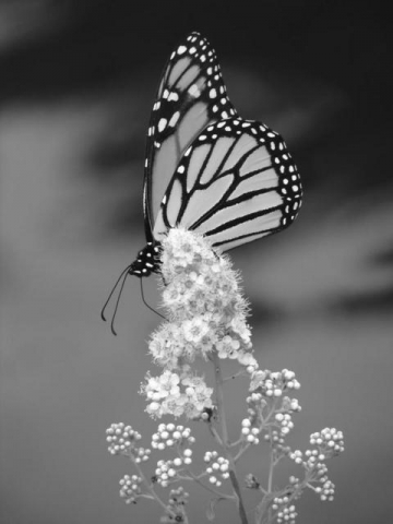 J� $��$ M�$�LM��N� �t F�r� D� L'���TR� !!!!!!