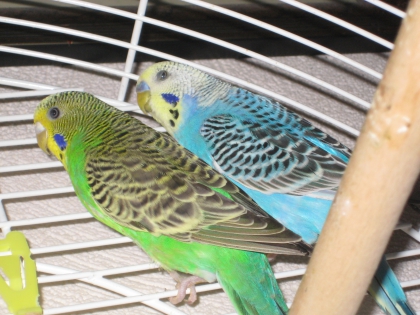 mes perruches (morte il y a deux ans )