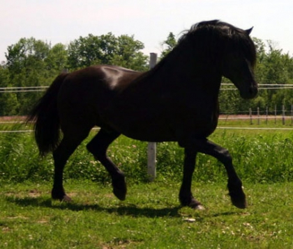 les cheval mal trter