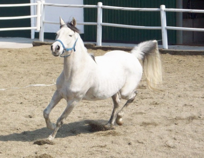 pour certain fan de chevaux