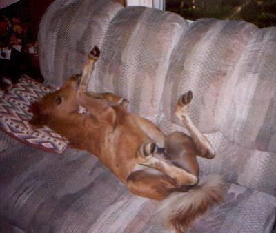 IL SE PREND POUR UN UMAIN :-p