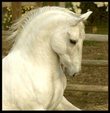 cheval blan
