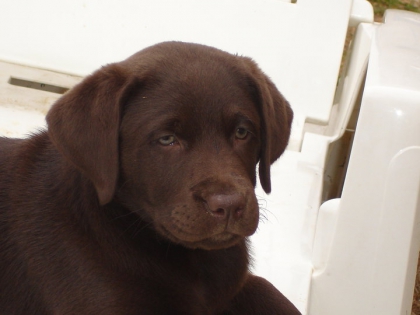 fiby quand elle ete bb