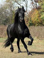 cheval noir