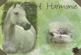 pauvre cheval elle mal a ventre pour un bebe