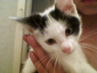 mon chat felix et mignon