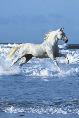 cheval blanc pure