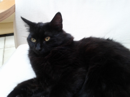 ma lili ma belle mon chat - photo 2