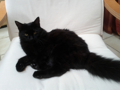 ma lili ma belle mon chat - photo 3