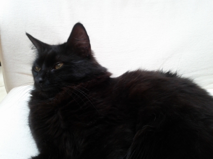 ma lili ma belle mon chat