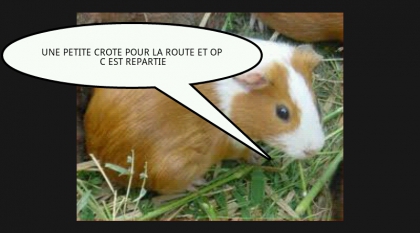 le cochon dinde presente