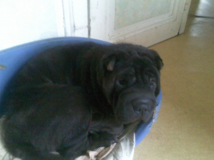                                             mes chiens  - photo 2