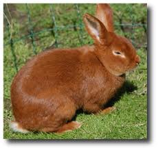                                    Des lapinous - photo 3