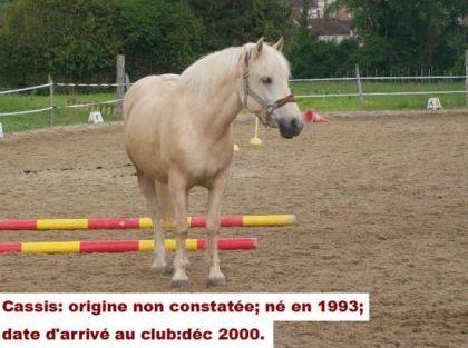                                            les cheveaux - photo 2