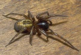                                      araignees ou migales - photo 2