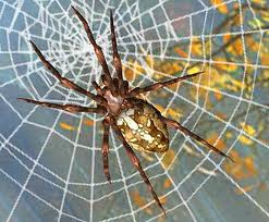                                      araignees ou migales - photo 3