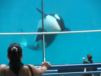             vous aimez les animaux 