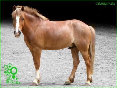 mon poney Nuage!!!<3