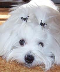 regerder ca - photo 2