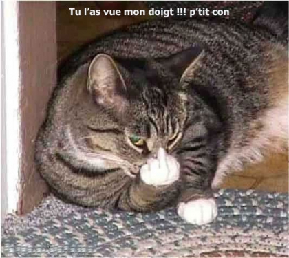 chat marrant
