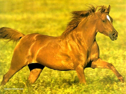 un cheval