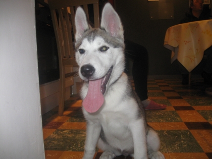                                                              Moi et mon ex chienne 