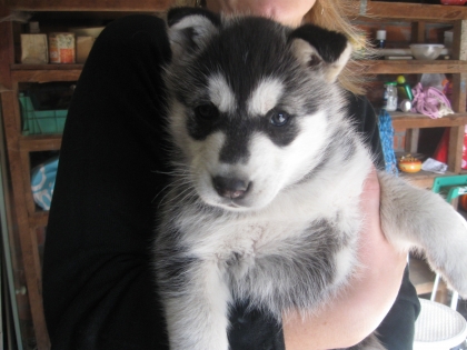                                                              Moi et mon ex chienne 