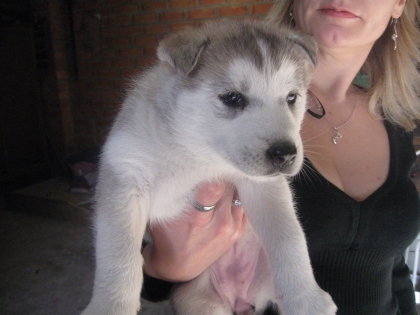                                                      mon ex cheinne (chiot)