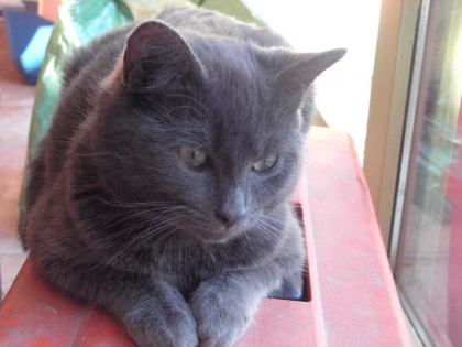                          le petit chat - photo 2