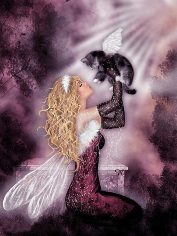                          le petit chat et la fee 