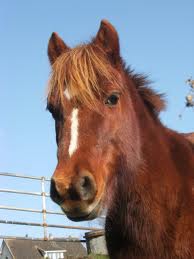 l'quitation - photo 3