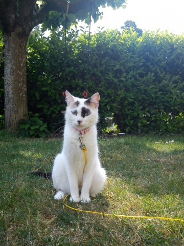 chien chat a moi - photo 2