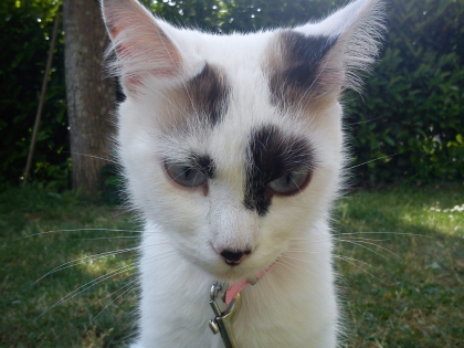 chien chat a moi - photo 3