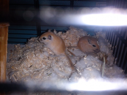 gerbilles  - photo 3
