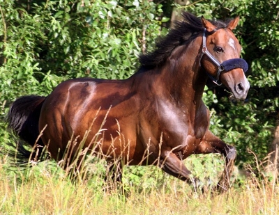 salut les fille moin je mapelle eva  et je fais de  l'equitasion - photo 3