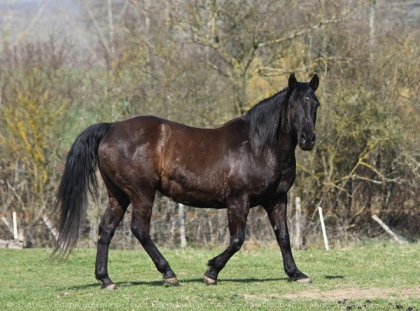 salut les fille moin je mapelle eva  et je fais de  l'equitasion