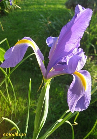 l es fleurs - photo 3