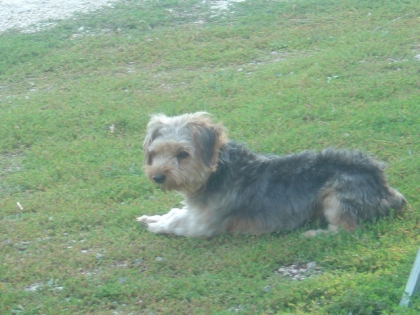 Voici mes chiens. - photo 2