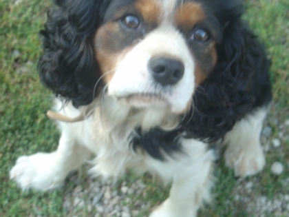 Voici mes chiens. - photo 3