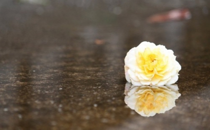 L'amour & l'amiti� 