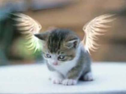 je me pr�sente: - photo 2