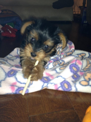 D'autres photos - photo 2